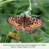 boloria euphrosyne daghestan female 1